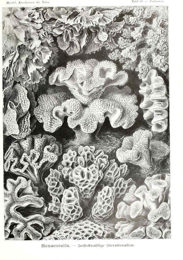 Reproducción/Reproduction 6197325793: Kunstformen der Natur Leipzig und Wien :Verlag des Bibliographischen Instituts,1904