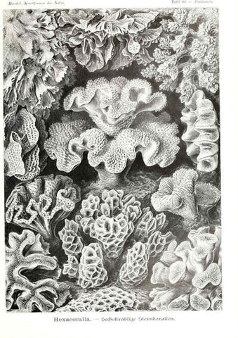 Reproducción/Reproduction 6197325793: Kunstformen der Natur Leipzig und Wien :Verlag des Bibliographischen Instituts,1904