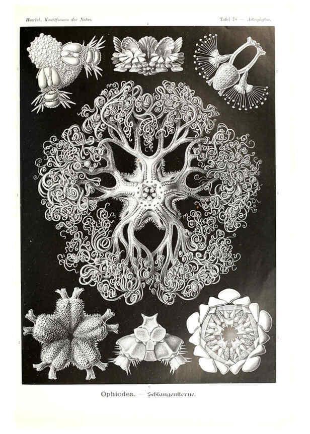 Reproducción/Reproduction 6197325949: Kunstformen der Natur Leipzig und Wien :Verlag des Bibliographischen Instituts,1904
