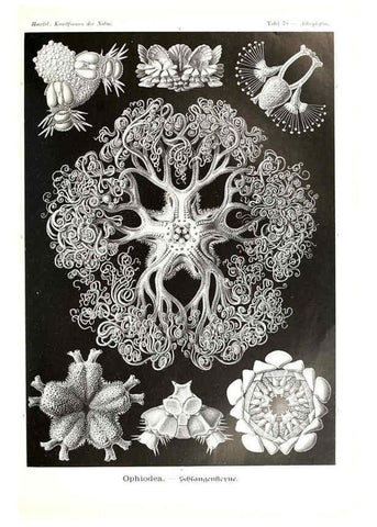 Reproducción/Reproduction 6197325949: Kunstformen der Natur Leipzig und Wien :Verlag des Bibliographischen Instituts,1904
