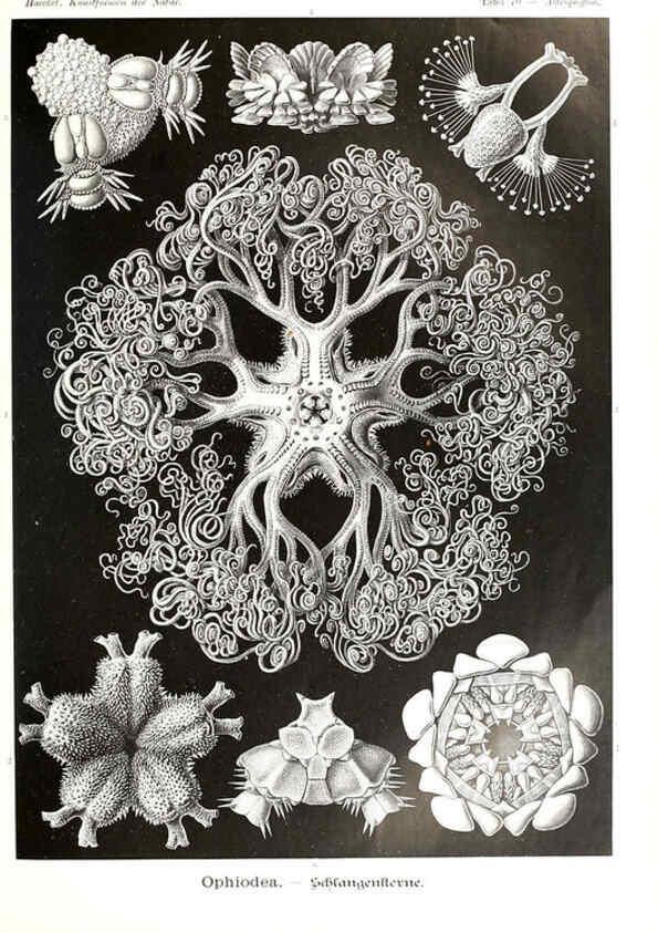 Reproducción/Reproduction 6197325949: Kunstformen der Natur Leipzig und Wien :Verlag des Bibliographischen Instituts,1904