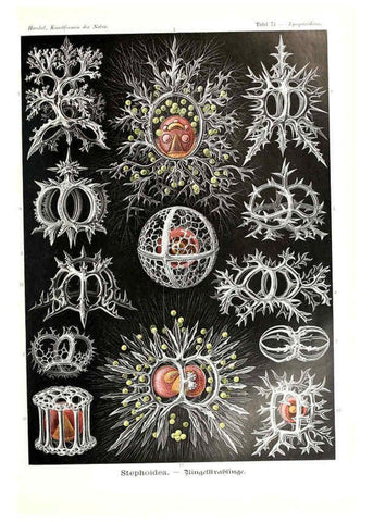 Reproducción/Reproduction 6197326061: Kunstformen der Natur Leipzig und Wien :Verlag des Bibliographischen Instituts,1904