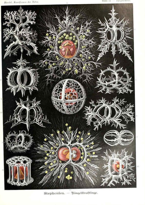 Reproducción/Reproduction 6197326061: Kunstformen der Natur Leipzig und Wien :Verlag des Bibliographischen Instituts,1904