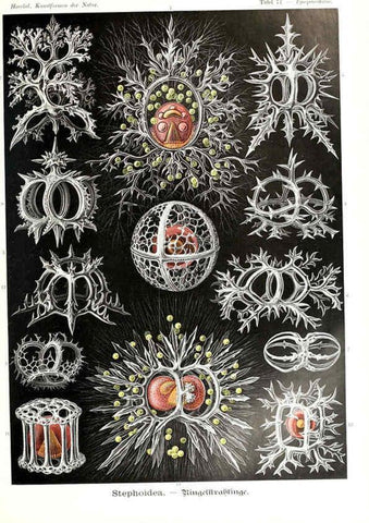 Reproducción/Reproduction 6197326061: Kunstformen der Natur Leipzig und Wien :Verlag des Bibliographischen Instituts,1904