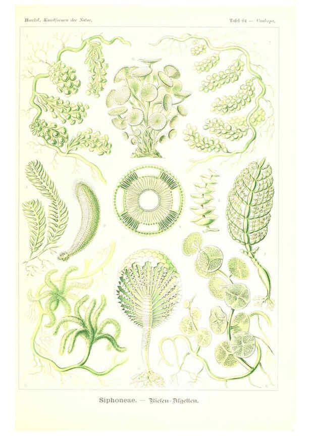 Reproducción/Reproduction 6197844104: Kunstformen der Natur Leipzig und Wien :Verlag des Bibliographischen Instituts,1904