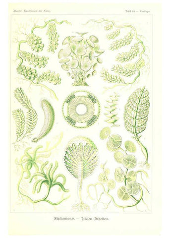 Reproducción/Reproduction 6197844104: Kunstformen der Natur Leipzig und Wien :Verlag des Bibliographischen Instituts,1904