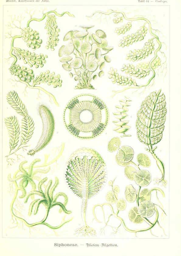Reproducción/Reproduction 6197844104: Kunstformen der Natur Leipzig und Wien :Verlag des Bibliographischen Instituts,1904