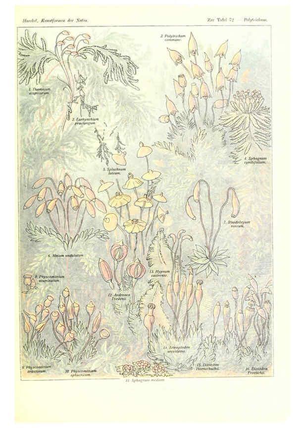 Reproducción/Reproduction 6197845690: Kunstformen der Natur Leipzig und Wien :Verlag des Bibliographischen Instituts,1904