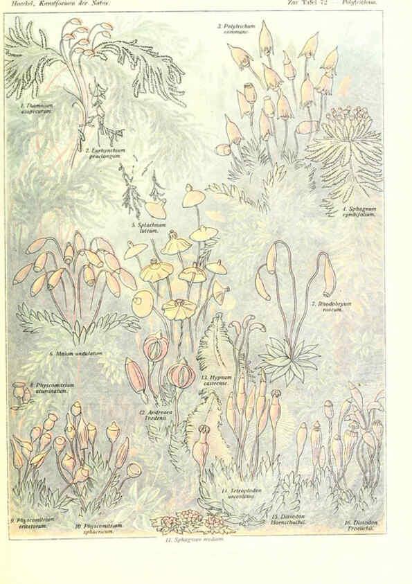 Reproducción/Reproduction 6197845690: Kunstformen der Natur Leipzig und Wien :Verlag des Bibliographischen Instituts,1904