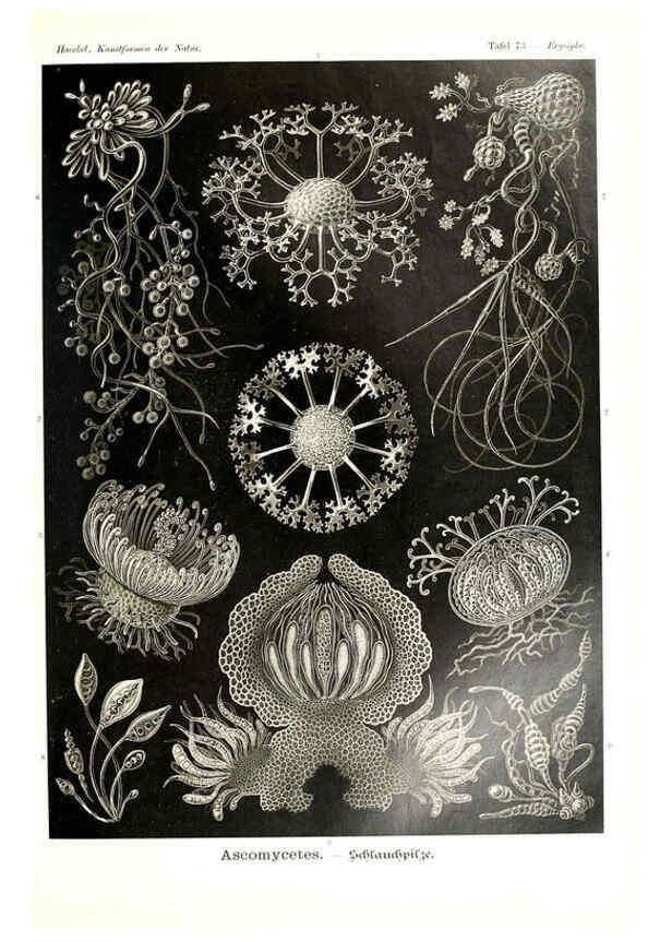 Reproducción/Reproduction 6197326485: Kunstformen der Natur Leipzig und Wien :Verlag des Bibliographischen Instituts,1904