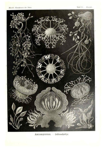 Reproducción/Reproduction 6197326485: Kunstformen der Natur Leipzig und Wien :Verlag des Bibliographischen Instituts,1904