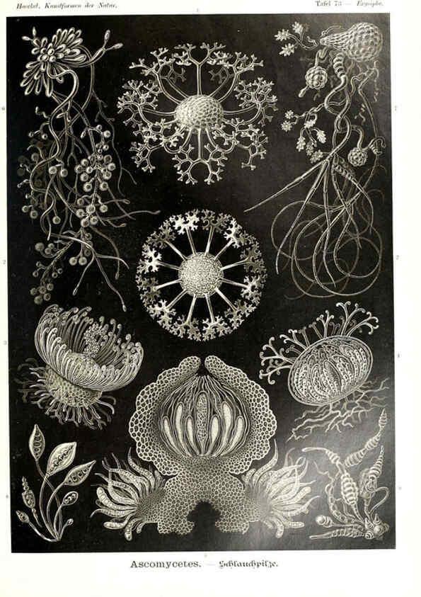 Reproducción/Reproduction 6197326485: Kunstformen der Natur Leipzig und Wien :Verlag des Bibliographischen Instituts,1904