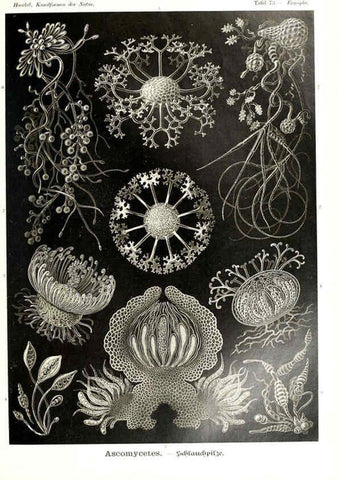 Reproducción/Reproduction 6197326485: Kunstformen der Natur Leipzig und Wien :Verlag des Bibliographischen Instituts,1904