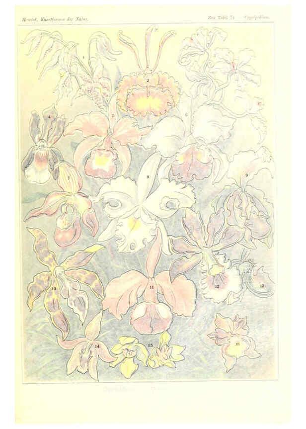 Reproducción/Reproduction 6197846168: Kunstformen der Natur Leipzig und Wien :Verlag des Bibliographischen Instituts,1904