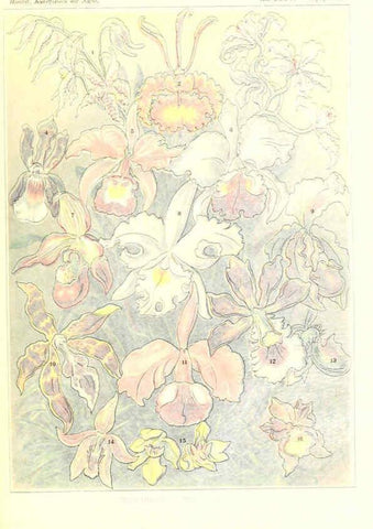Reproducción/Reproduction 6197846168: Kunstformen der Natur Leipzig und Wien :Verlag des Bibliographischen Instituts,1904