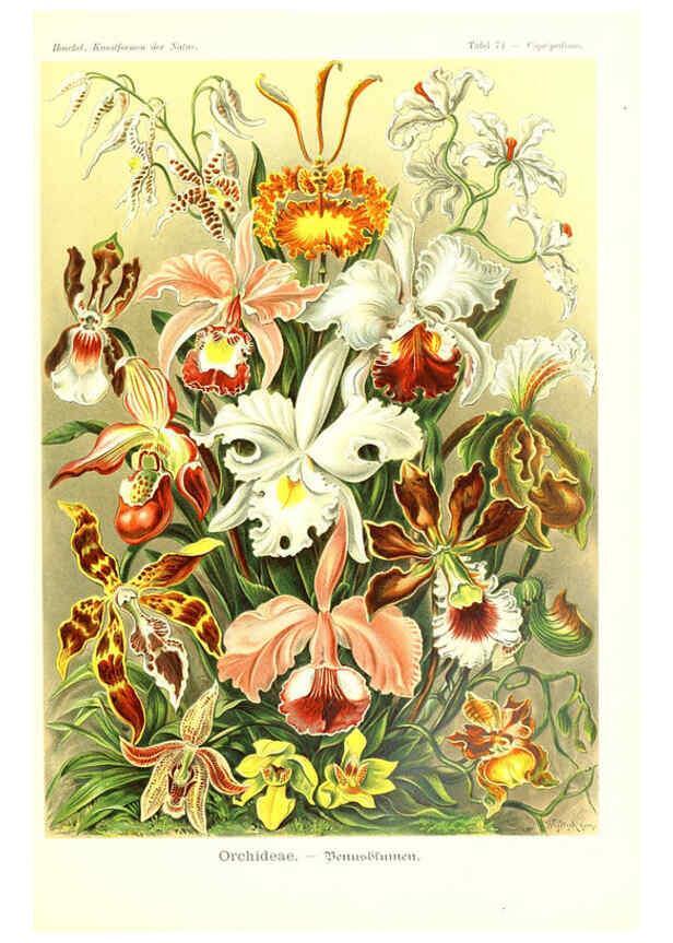 Reproducción/Reproduction 6197846292: Kunstformen der Natur Leipzig und Wien :Verlag des Bibliographischen Instituts,1904