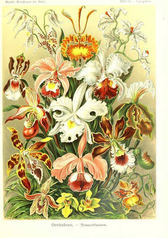 Reproducción/Reproduction 6197846292: Kunstformen der Natur Leipzig und Wien :Verlag des Bibliographischen Instituts,1904