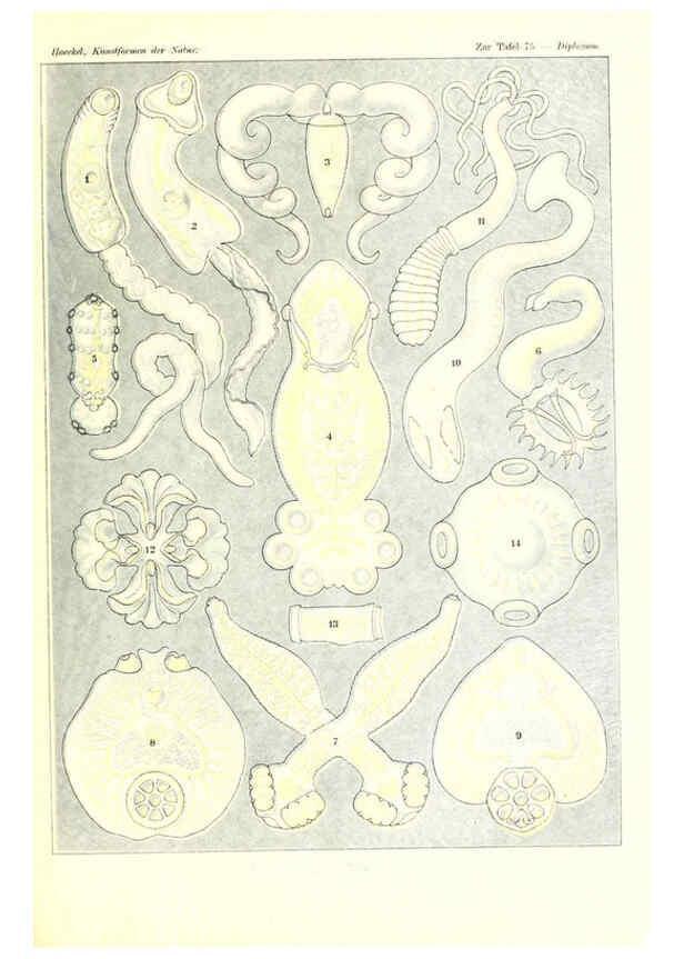 Reproducción/Reproduction 6197846436: Kunstformen der Natur Leipzig und Wien :Verlag des Bibliographischen Instituts,1904