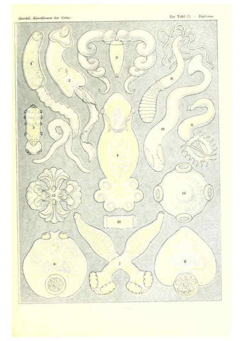 Reproducción/Reproduction 6197846436: Kunstformen der Natur Leipzig und Wien :Verlag des Bibliographischen Instituts,1904