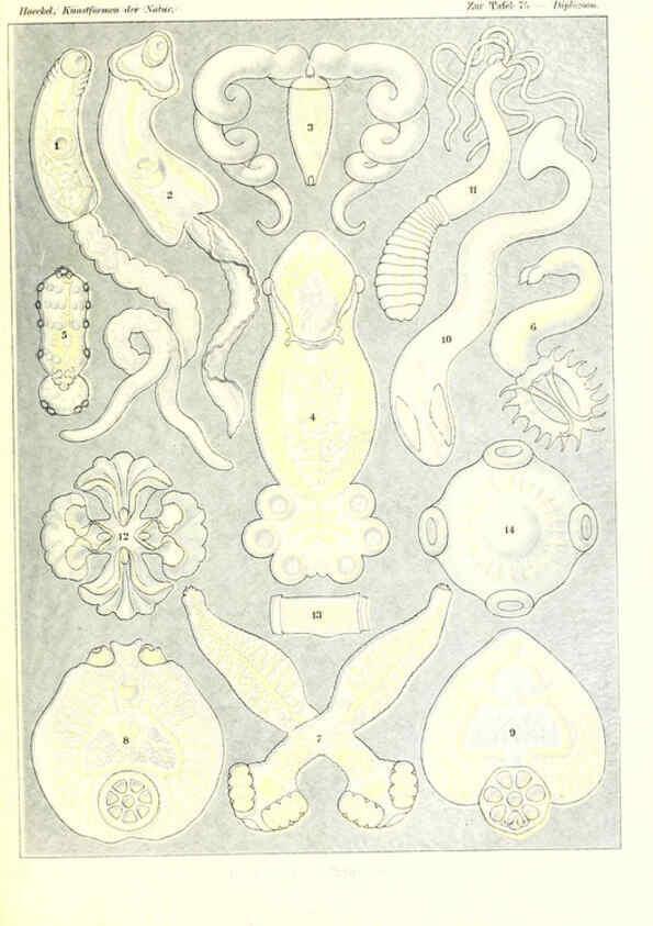Reproducción/Reproduction 6197846436: Kunstformen der Natur Leipzig und Wien :Verlag des Bibliographischen Instituts,1904