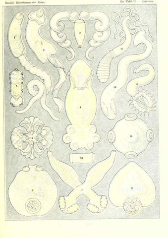 Reproducción/Reproduction 6197846436: Kunstformen der Natur Leipzig und Wien :Verlag des Bibliographischen Instituts,1904