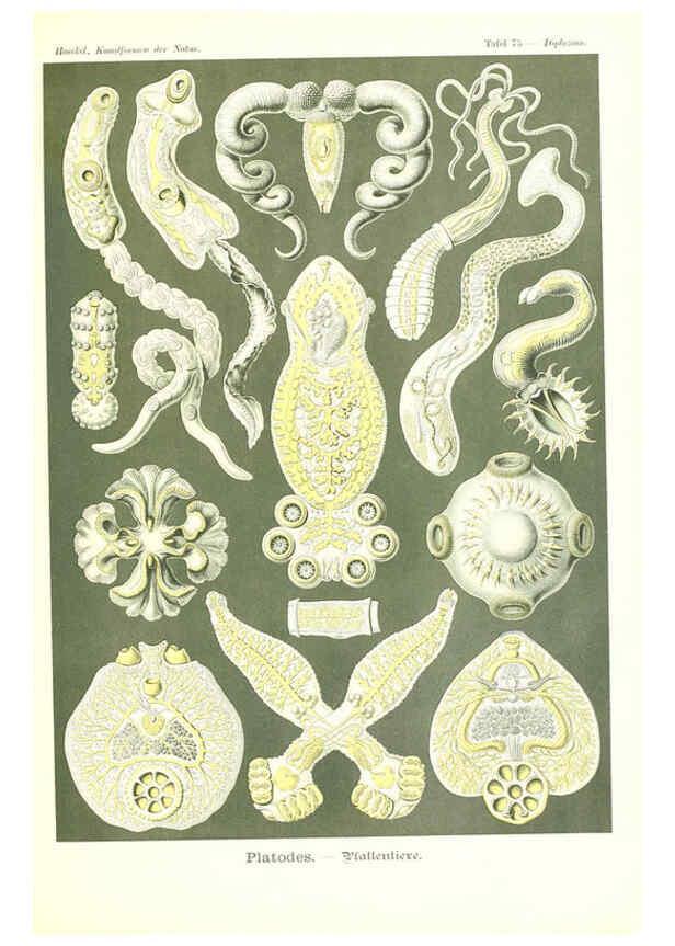 Reproducción/Reproduction 6197849598: Kunstformen der Natur Leipzig und Wien :Verlag des Bibliographischen Instituts,1904