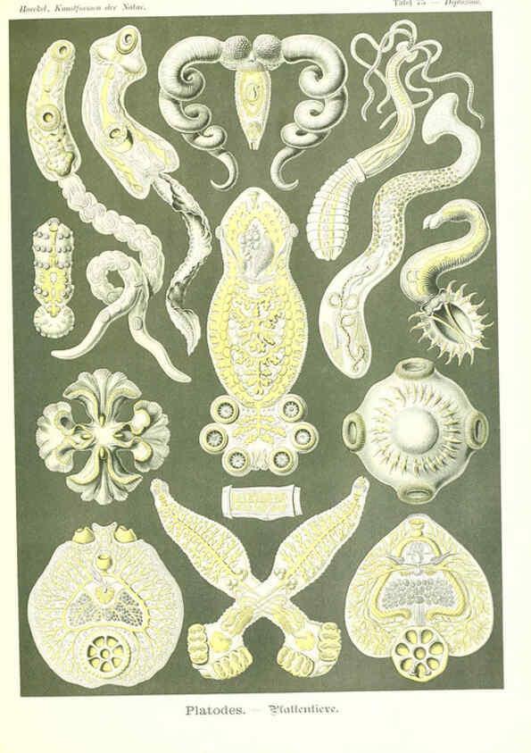 Reproducción/Reproduction 6197849598: Kunstformen der Natur Leipzig und Wien :Verlag des Bibliographischen Instituts,1904