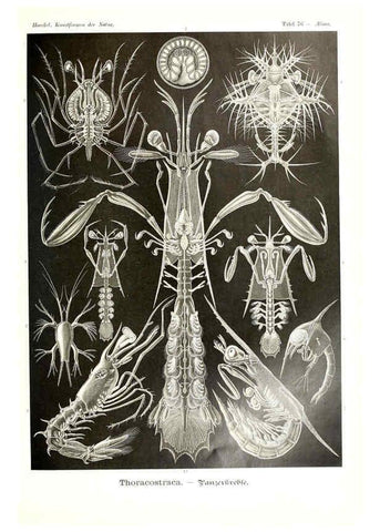 Reproducción/Reproduction 6197849718: Kunstformen der Natur Leipzig und Wien :Verlag des Bibliographischen Instituts,1904
