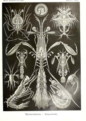 Reproducción/Reproduction 6197849718: Kunstformen der Natur Leipzig und Wien :Verlag des Bibliographischen Instituts,1904