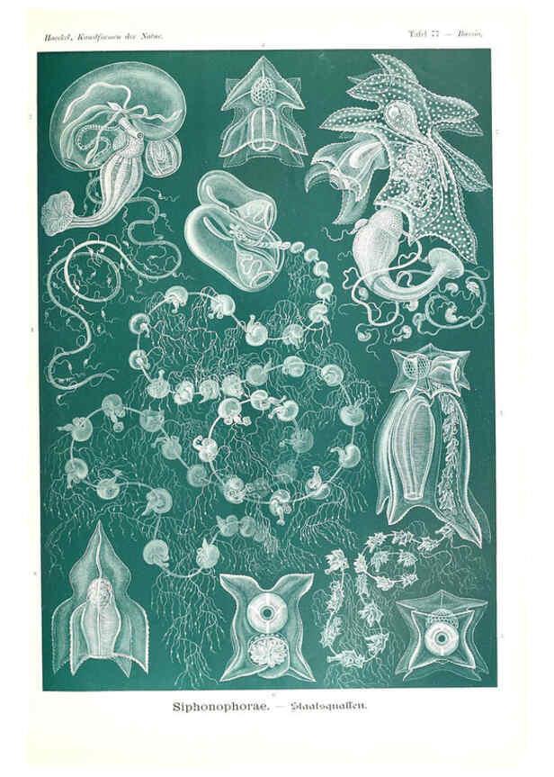 Reproducción/Reproduction 6197849910: Kunstformen der Natur Leipzig und Wien :Verlag des Bibliographischen Instituts,1904