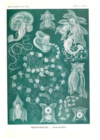 Reproducción/Reproduction 6197849910: Kunstformen der Natur Leipzig und Wien :Verlag des Bibliographischen Instituts,1904