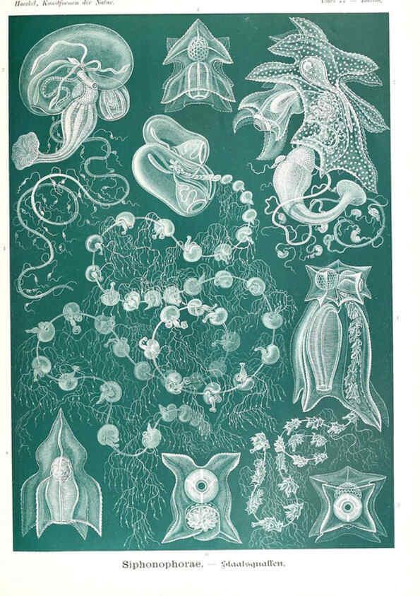 Reproducción/Reproduction 6197849910: Kunstformen der Natur Leipzig und Wien :Verlag des Bibliographischen Instituts,1904