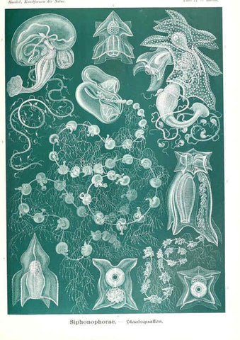 Reproducción/Reproduction 6197849910: Kunstformen der Natur Leipzig und Wien :Verlag des Bibliographischen Instituts,1904