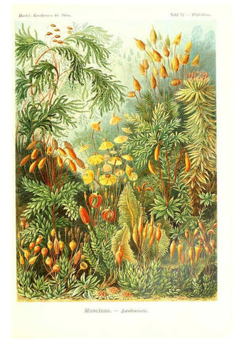 Reproducción/Reproduction 6197326347: Kunstformen der Natur Leipzig und Wien :Verlag des Bibliographischen Instituts,1904