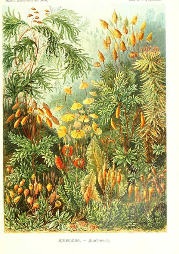 Reproducción/Reproduction 6197326347: Kunstformen der Natur Leipzig und Wien :Verlag des Bibliographischen Instituts,1904