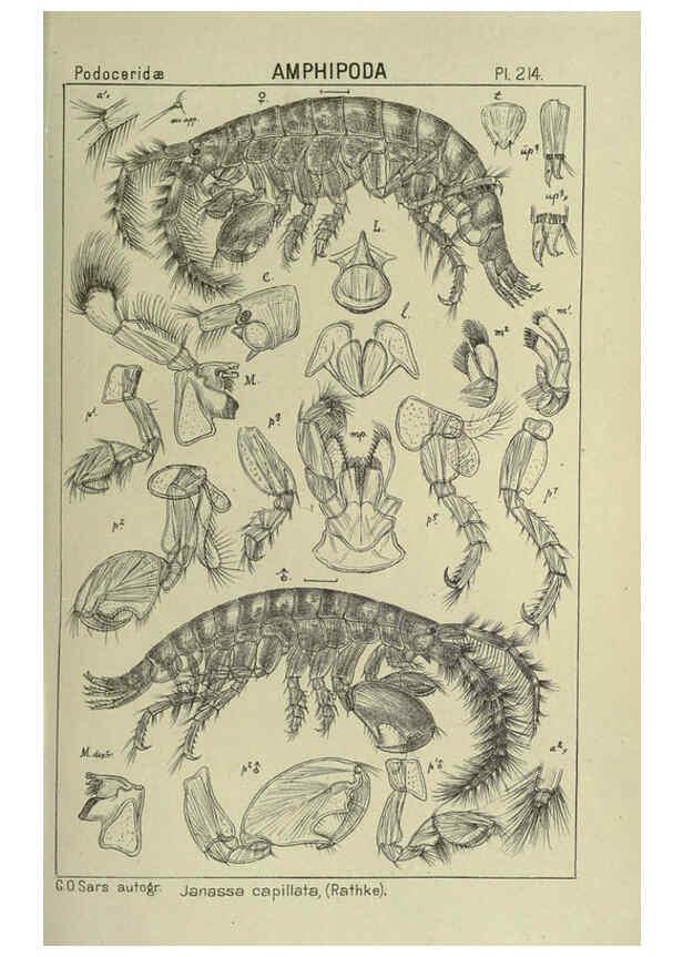 Reproducción/Reproduction 6195485884: An account of the Crustacea of Norway. v.1 Amphipoda (plates) Christiania,A. Cammermeyer,1895-1928