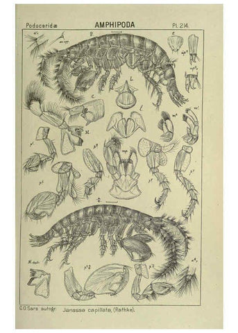 Reproducción/Reproduction 6195485884: An account of the Crustacea of Norway. v.1 Amphipoda (plates) Christiania,A. Cammermeyer,1895-1928