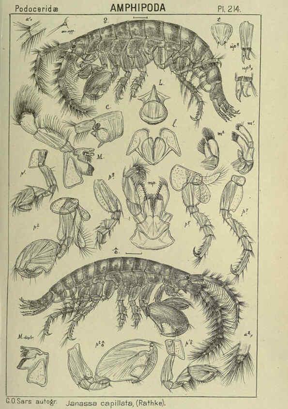 Reproducción/Reproduction 6195485884: An account of the Crustacea of Norway. v.1 Amphipoda (plates) Christiania,A. Cammermeyer,1895-1928