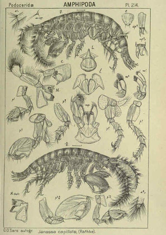 Reproducción/Reproduction 6195485884: An account of the Crustacea of Norway. v.1 Amphipoda (plates) Christiania,A. Cammermeyer,1895-1928