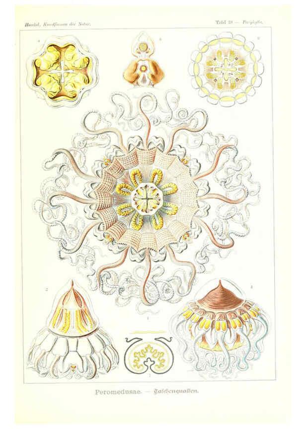 Reproducción/Reproduction 6197319245: Kunstformen der Natur Leipzig und Wien :Verlag des Bibliographischen Instituts,1904