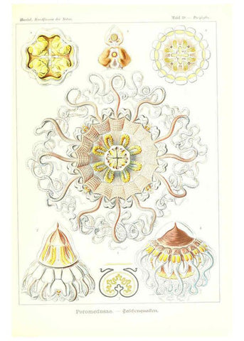 Reproducción/Reproduction 6197319245: Kunstformen der Natur Leipzig und Wien :Verlag des Bibliographischen Instituts,1904