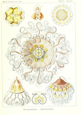 Reproducción/Reproduction 6197319245: Kunstformen der Natur Leipzig und Wien :Verlag des Bibliographischen Instituts,1904