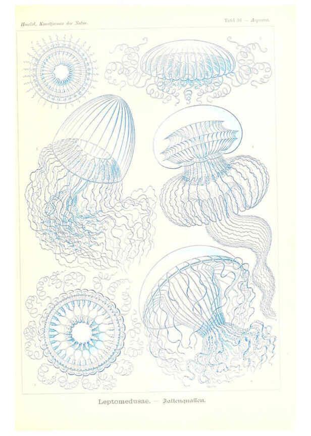 Reproducción/Reproduction 6197318977: Kunstformen der Natur Leipzig und Wien :Verlag des Bibliographischen Instituts,1904