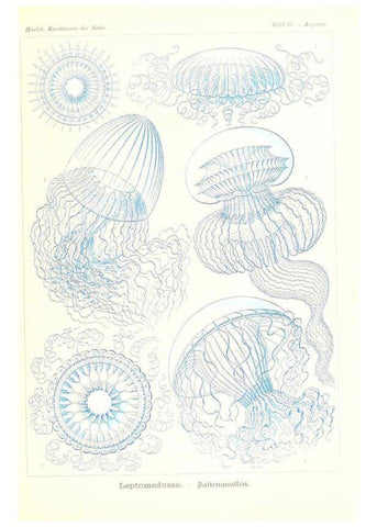 Reproducción/Reproduction 6197318977: Kunstformen der Natur Leipzig und Wien :Verlag des Bibliographischen Instituts,1904
