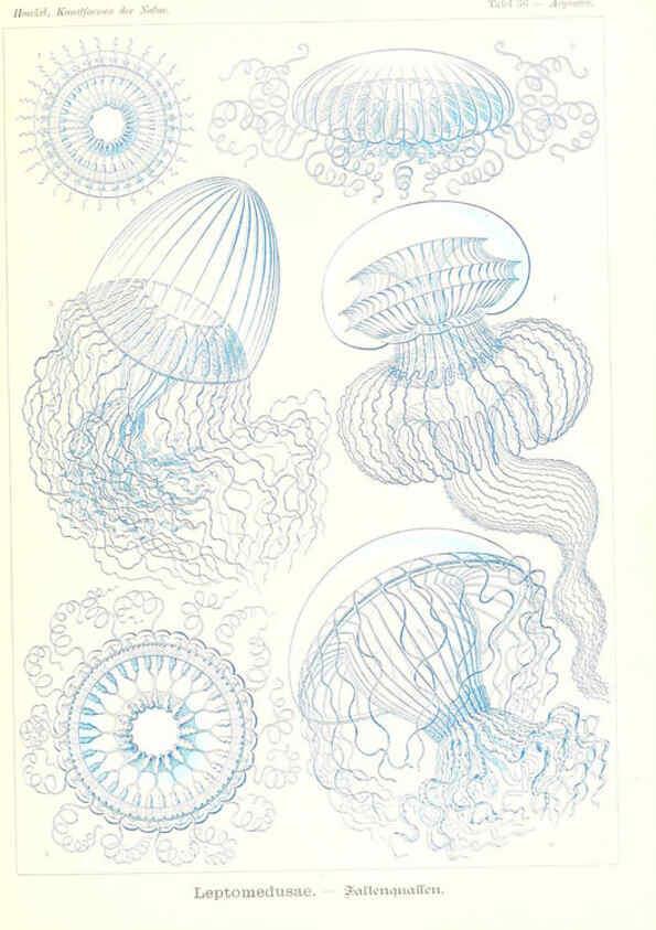 Reproducción/Reproduction 6197318977: Kunstformen der Natur Leipzig und Wien :Verlag des Bibliographischen Instituts,1904