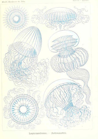 Reproducción/Reproduction 6197318977: Kunstformen der Natur Leipzig und Wien :Verlag des Bibliographischen Instituts,1904