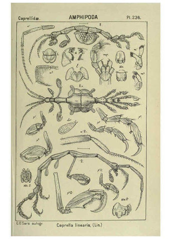 Reproducción/Reproduction 6195491602: An account of the Crustacea of Norway. v.1 Amphipoda (plates) Christiania,A. Cammermeyer,1895-1928