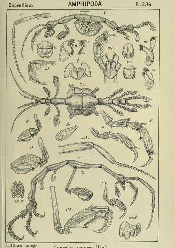 Reproducción/Reproduction 6195491602: An account of the Crustacea of Norway. v.1 Amphipoda (plates) Christiania,A. Cammermeyer,1895-1928