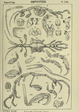 Reproducción/Reproduction 6195491602: An account of the Crustacea of Norway. v.1 Amphipoda (plates) Christiania,A. Cammermeyer,1895-1928
