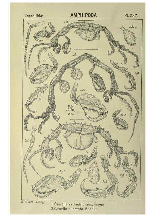 Reproducción/Reproduction 6195491816: An account of the Crustacea of Norway. v.1 Amphipoda (plates) Christiania,A. Cammermeyer,1895-1928